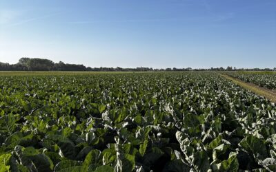 Samen op weg naar 2040: De toekomst van de vollegrondsgroente ligt in onze handen